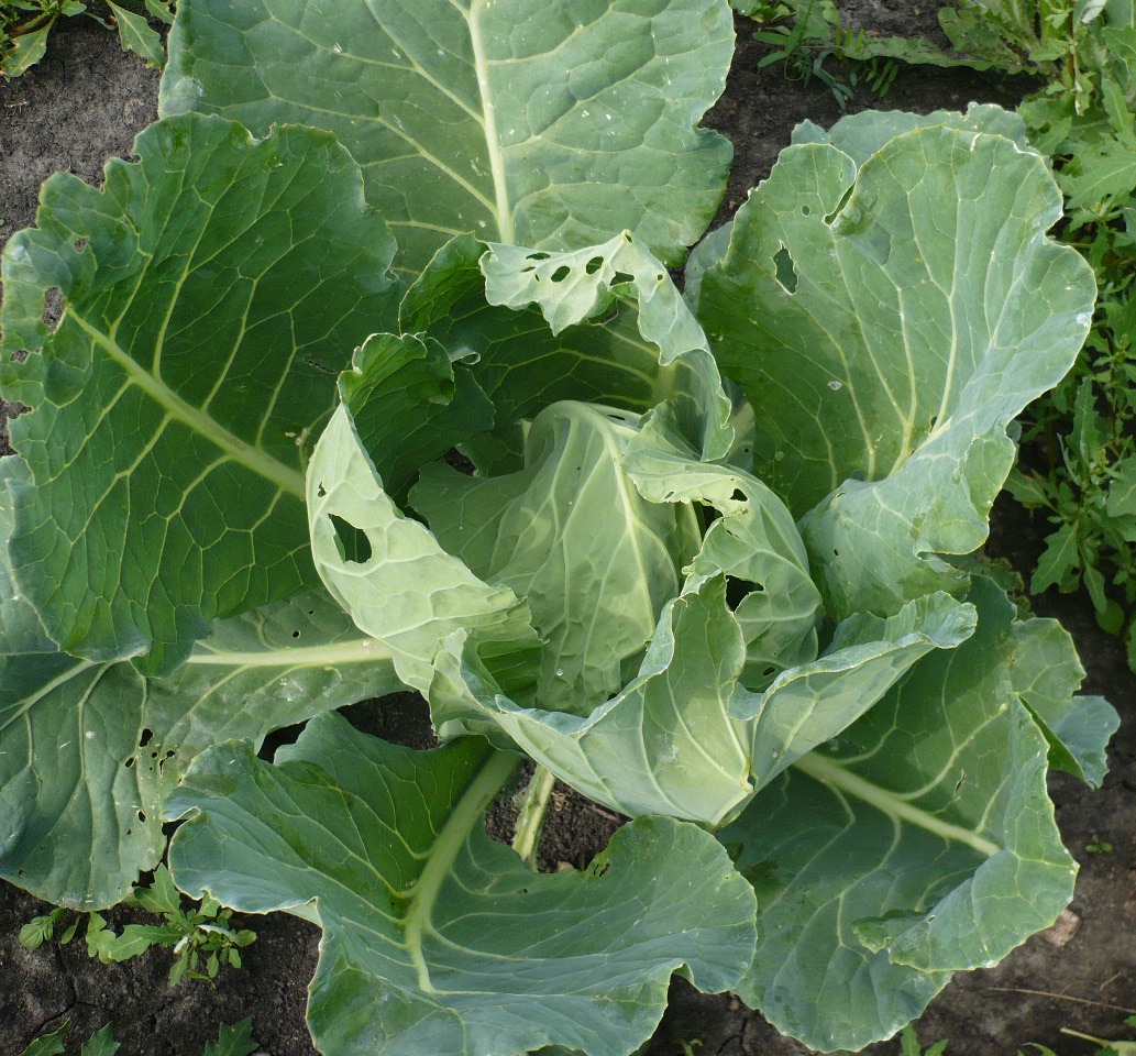 Изображение особи Brassica oleracea var. capitata.