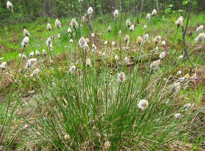 Изображение особи Eriophorum vaginatum.