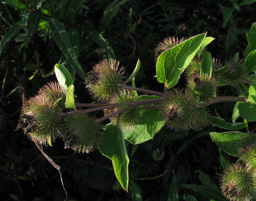 Image of Arctium leiospermum specimen.