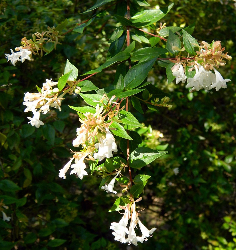 Image of Abelia &times; grandiflora specimen.