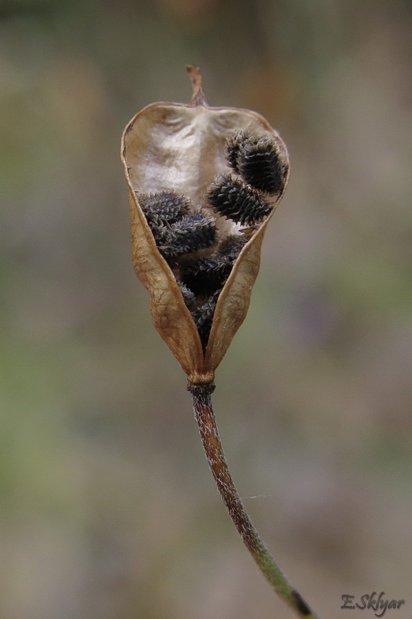 Image of Delphinium consolida specimen.
