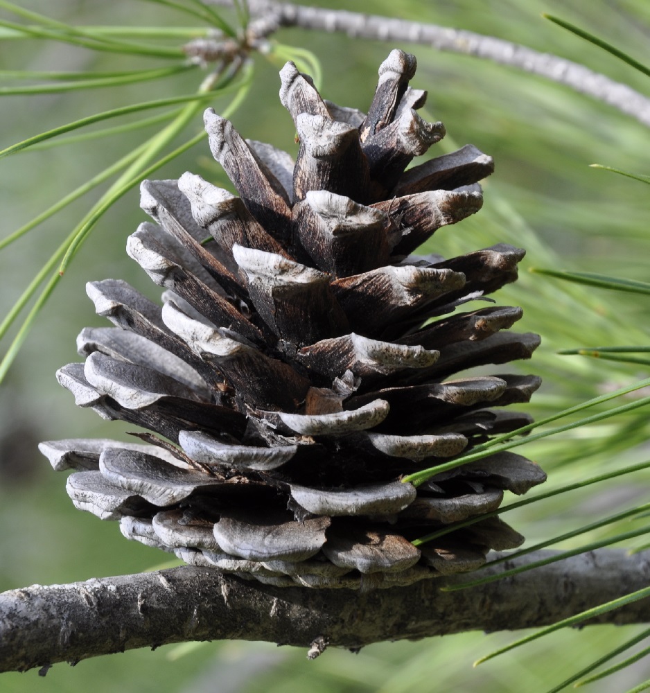 Изображение особи Pinus brutia.