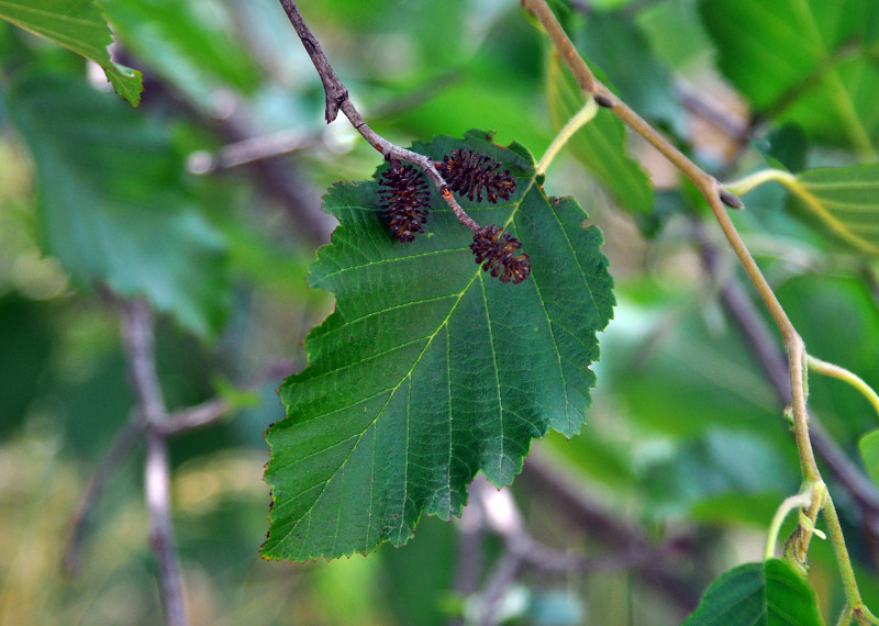 Изображение особи Alnus barbata.