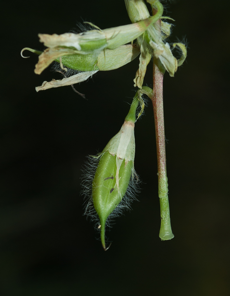 Изображение особи Astragalus schanginianus.
