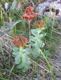 Rhodiola rosea