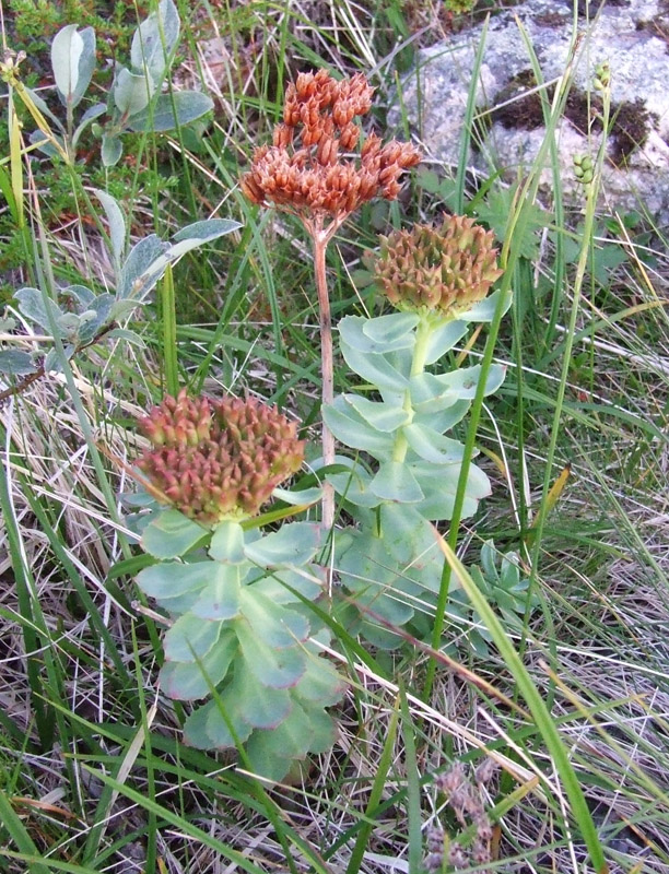 Image of Rhodiola rosea specimen.