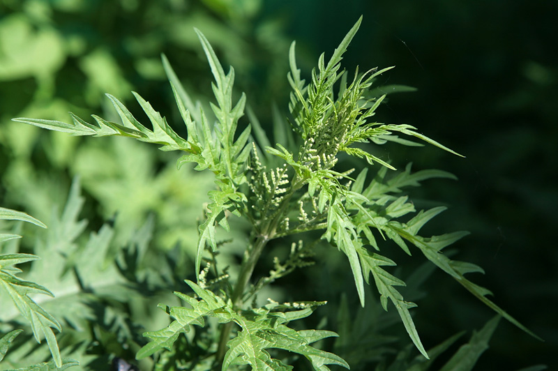 Image of Urtica cannabina specimen.