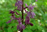 Orchis mascula