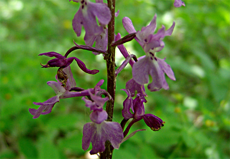 Image of Orchis mascula specimen.