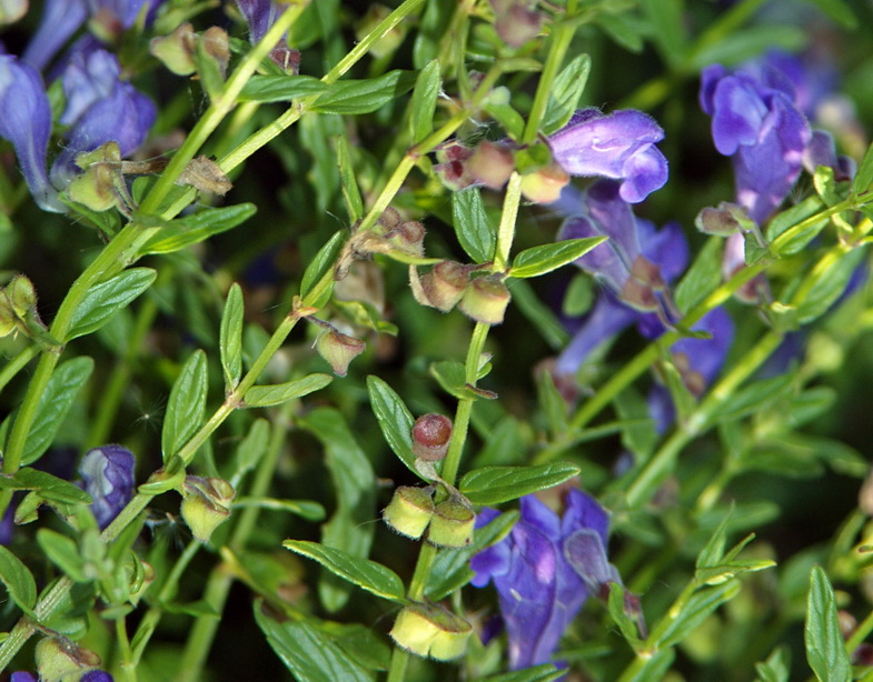 Image of Scutellaria scordiifolia specimen.