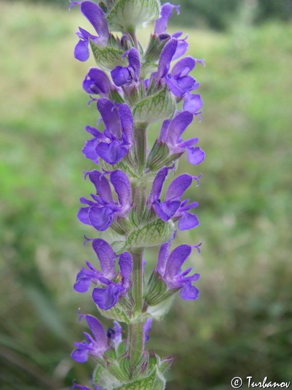 Изображение особи Salvia verbenaca.