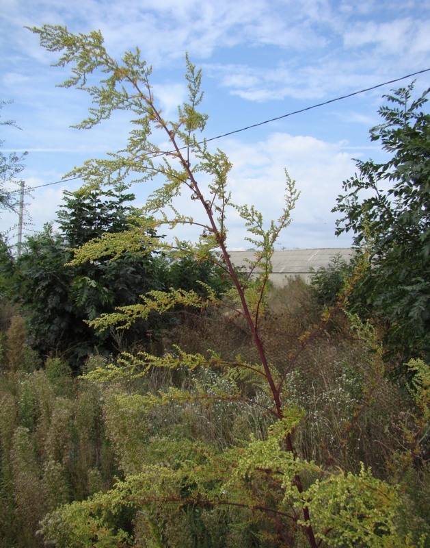 Изображение особи Artemisia annua.