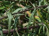 Saussurea elata