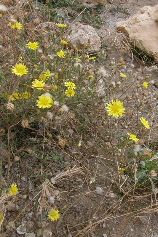 Изображение особи Crepis rhoeadifolia.