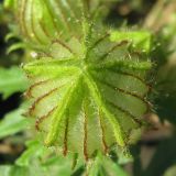 Hibiscus trionum