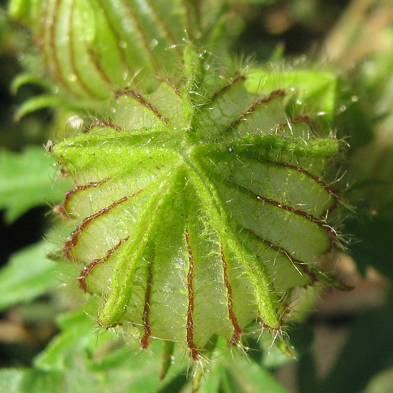 Image of Hibiscus trionum specimen.