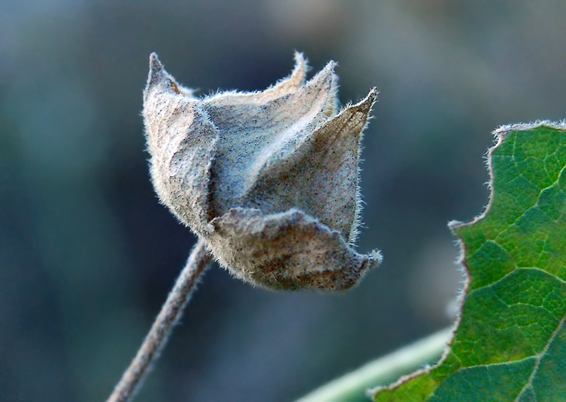 Image of Malva thuringiaca specimen.