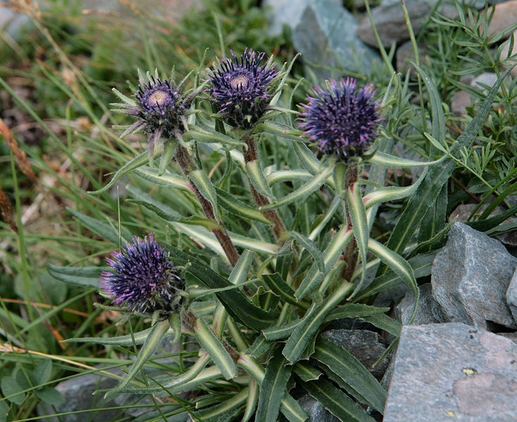 Image of Saussurea schanginiana specimen.