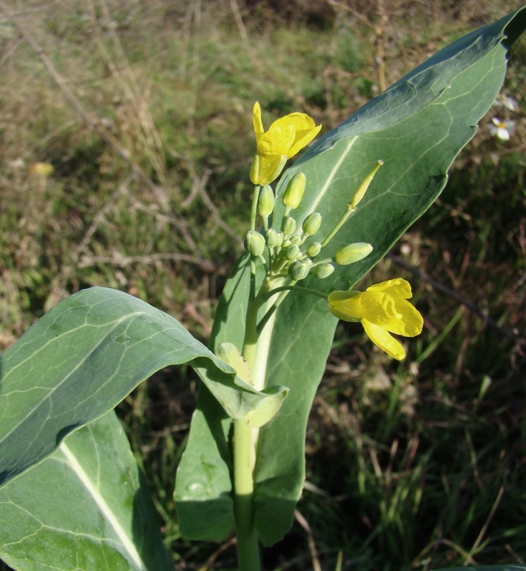 Image of Brassica napus specimen.