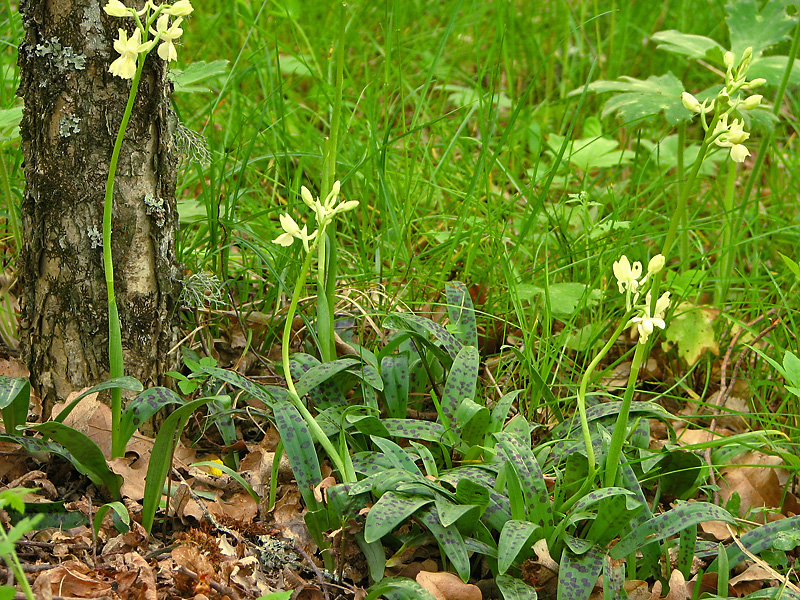 Изображение особи Orchis provincialis.