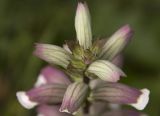 Acanthus mollis