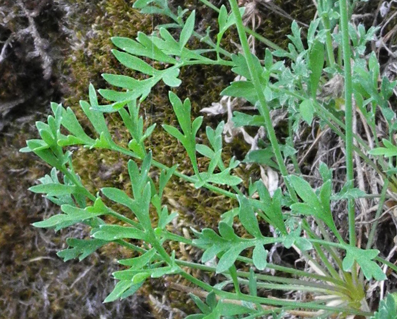 Изображение особи Papaver popovii.