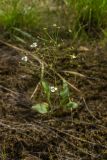 Alisma plantago-aquatica