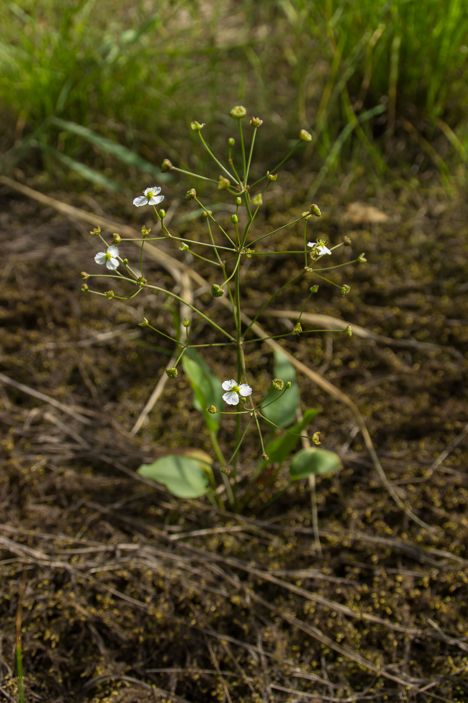 Изображение особи Alisma plantago-aquatica.