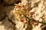 Matthiola tatarica