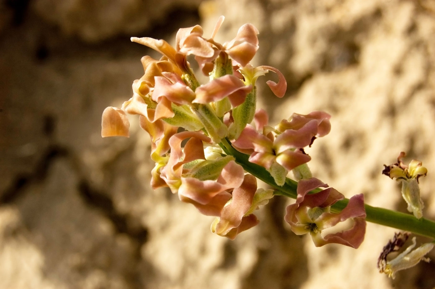 Изображение особи Matthiola tatarica.