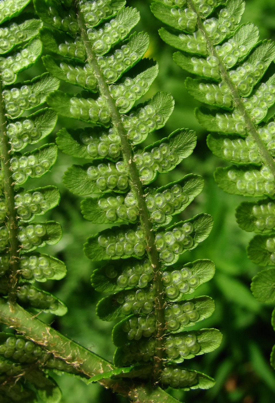 Image of Dryopteris oreades specimen.