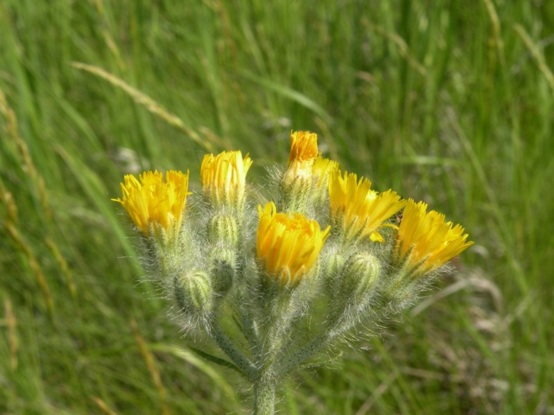 Image of Pilosella echioides specimen.