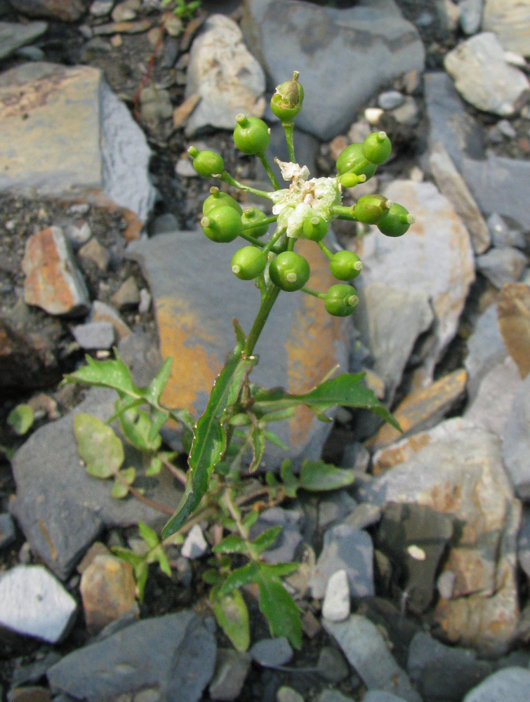 Image of Rorippa barbareifolia specimen.