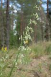 Silene chlorantha. Часть соцветия. Ленинградская обл., Лужский р-н, опушка зеленомошного сосняка, зарастающая противопожарная канава. 02.07.2015.