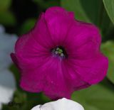 Petunia &times; hybrida