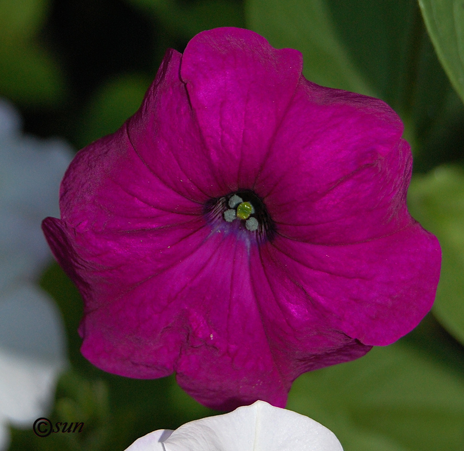 Image of Petunia × atkinsiana specimen.