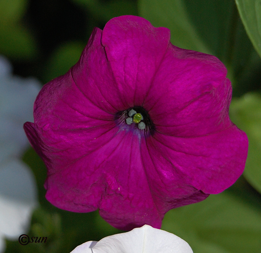 Изображение особи Petunia &times; hybrida.