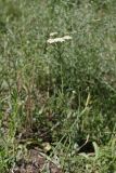 Achillea millefolium