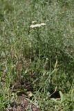 Achillea millefolium. Цветущее растение. Южный Казахстан, горы Алатау (Даубаба), Западное ущелье. 23.06.2014.
