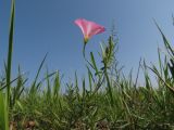 Convolvulus chinensis