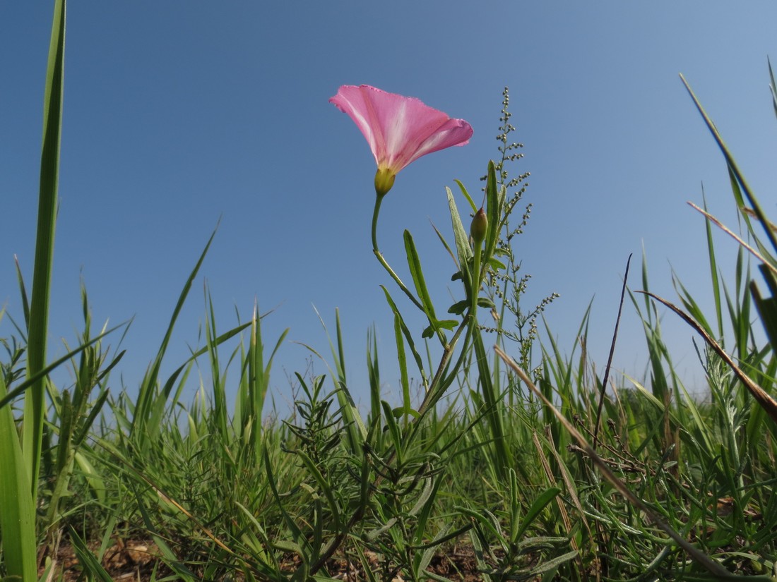 Изображение особи Convolvulus chinensis.