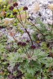 Anemonastrum biarmiense. Плодоносящее растение. Свердловская обл., Карпинский городской округ, гора Серебрянский Камень, зона горной тундры на выс. 1100-1280 м н.у.м. 18.07.2015.