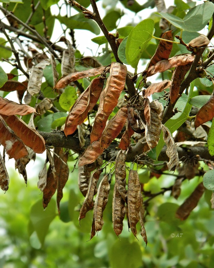 Image of Cercis siliquastrum specimen.