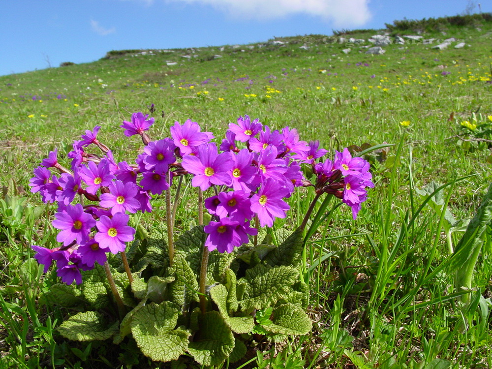 Image of Primula amoena specimen.