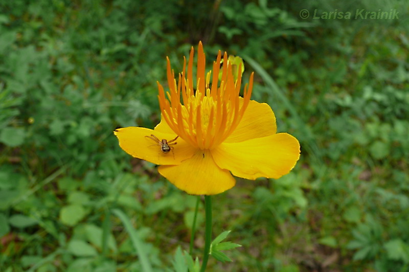 Image of Trollius macropetalus specimen.