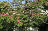 Calliandra haematocephala