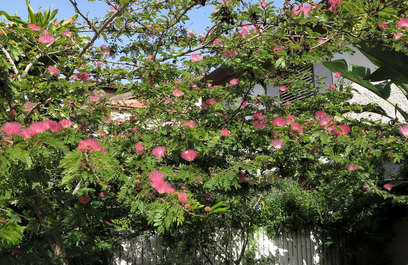 Image of Calliandra haematocephala specimen.