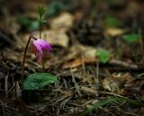 Calypso bulbosa. Цветущее растение. Пермский край, Суксунский р-н, с. Ключи, елово-сосновый лес. 16.05.2015.