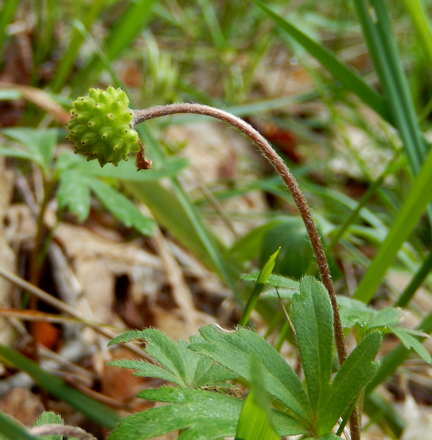 Image of Anemone banketovii specimen.