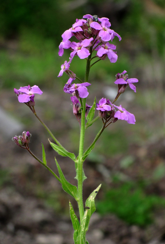 Изображение особи Hesperis pycnotricha.